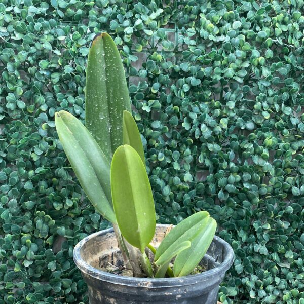 C. MOSSIAE CONCOLOR "HI" X C. MOSSIAE TIPO