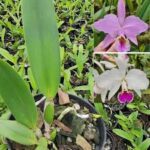 C. MOSSIAE TIPO "VENEZUELA" X C. MOSSIAE SEMI ALBA "GIGANTE"