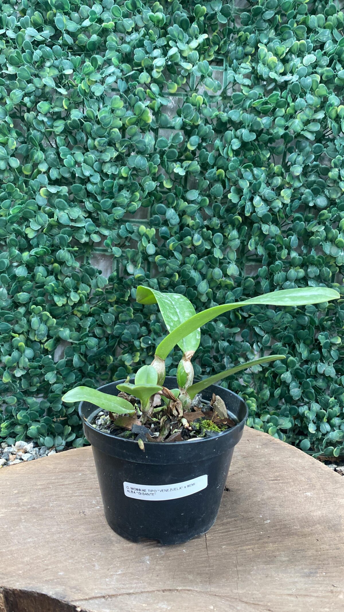 C. MOSSIAE TIPO "VENEZUELA" X C. MOSSIAE SEMI ALBA "GIGANTE" - Imagem 2