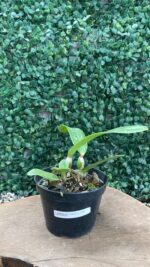 C. MOSSIAE TIPO "VENEZUELA" X C. MOSSIAE SEMI ALBA "GIGANTE" - Imagem 2