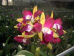 C. PERCIVALIANA ALBESCENS "CARACAS" X C. PERCIVALIANA CARNEA "NEGA CHOCOLATE
