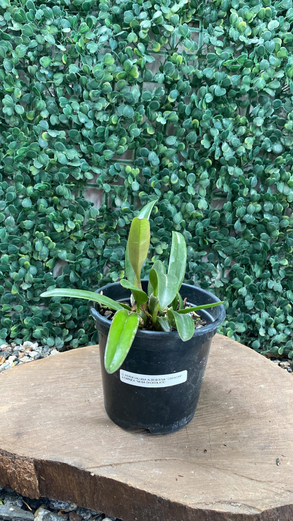 C. PERCIVALIANA ALBESCENS "CARACAS" X C. PERCIVALIANA CARNEA "NEGA CHOCOLATE - Imagem 2
