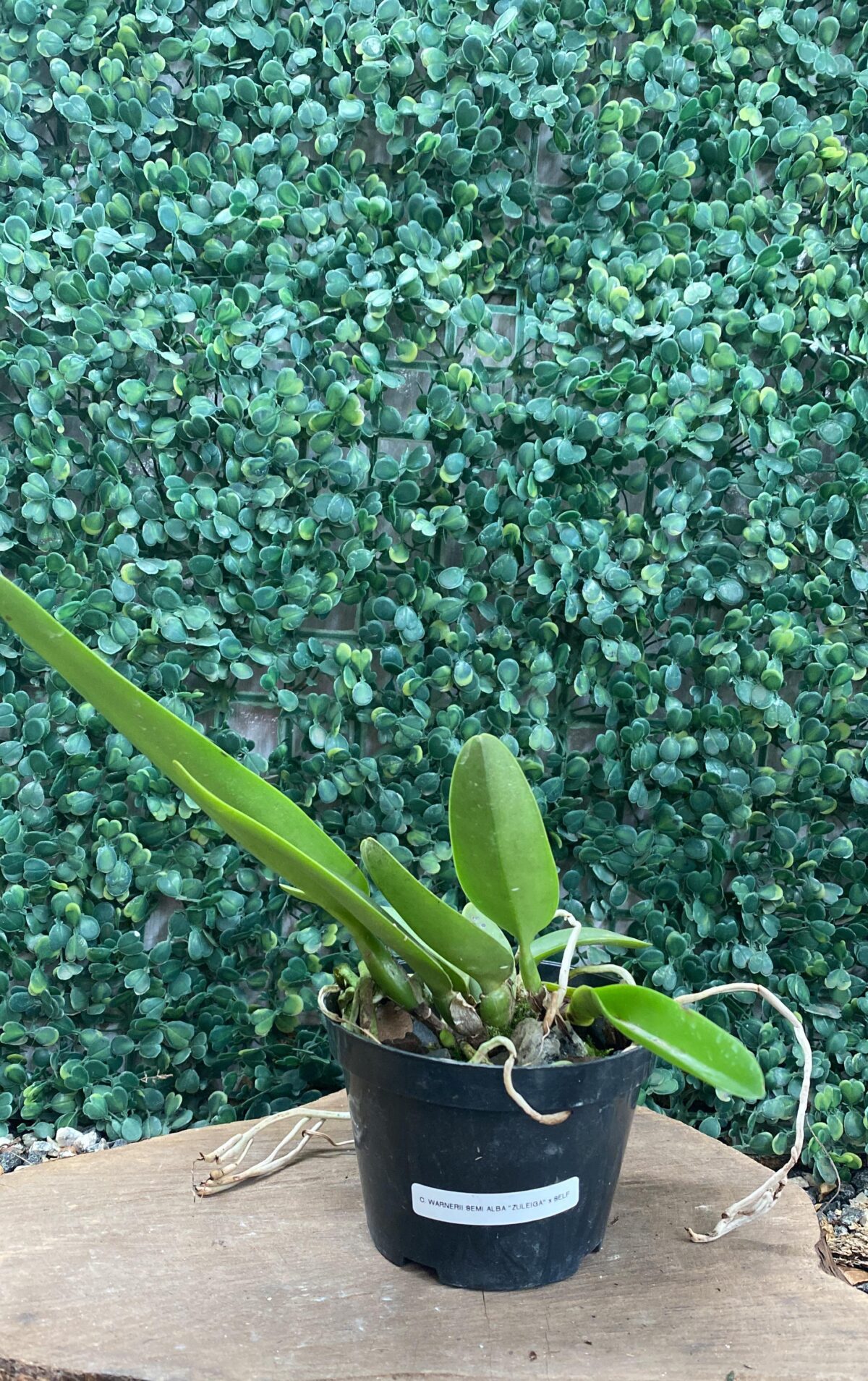 C. WARNERI SEMI ALBA "ZULEICA" X SELF - Imagem 1