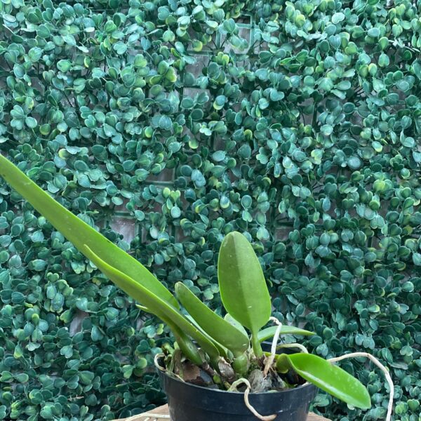 C. WARNERI SEMI ALBA "ZULEICA" X SELF
