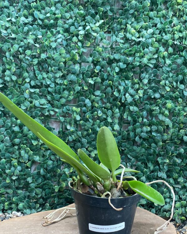 C. WARNERI SEMI ALBA "ZULEICA" X SELF