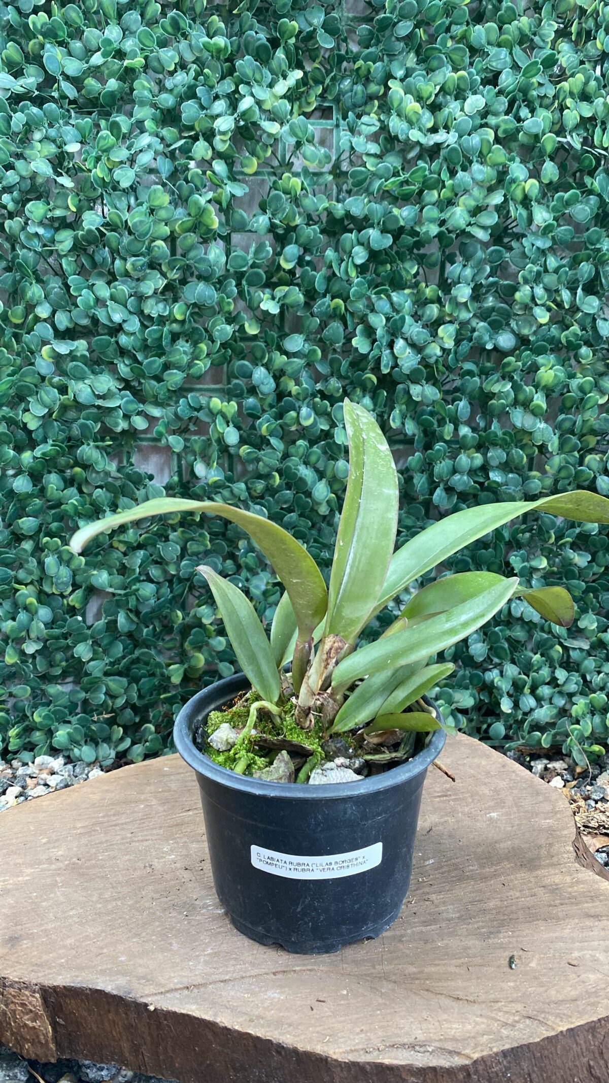 C. LABIATA RUBRA (LILAS BORGES X POMPEU) X C. LABIATA RUBRA "VERA CRISTHINA - Imagem 2