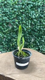 C. MOSSIAE COERULEA "BH" X C. MOSSIAE COERULEA - Imagem 2