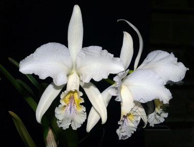 C. MOSSIAE COERULEA "BH" X C. MOSSIAE COERULEA