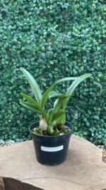 L. LOBATA ALBA X ENCYCLIA ADENOCAULA ALBA - Imagem 2