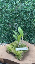 L. PUMILA ESCURA FLAMEA "ALICE" XL. PUMILA RUBRA - Imagem 2