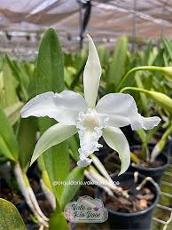 L. LOBATA ALBA x ENCYCLIA ADENOCAULA ALBA