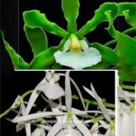 L. LOBATA ALBA X ENCYCLIA ADENOCAULA ALBA