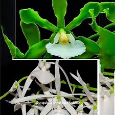 L. LOBATA ALBA X ENCYCLIA ADENOCAULA ALBA