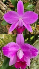 L. PUMILA TIPO 'PETALUDA" X L. PUMILA ESCURA FLAMEA "ALICE"