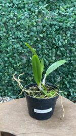 L. PUMILA TIPO 'PETALUDA" X L. PUMILA ESCURA FLAMEA "ALICE" - Imagem 2