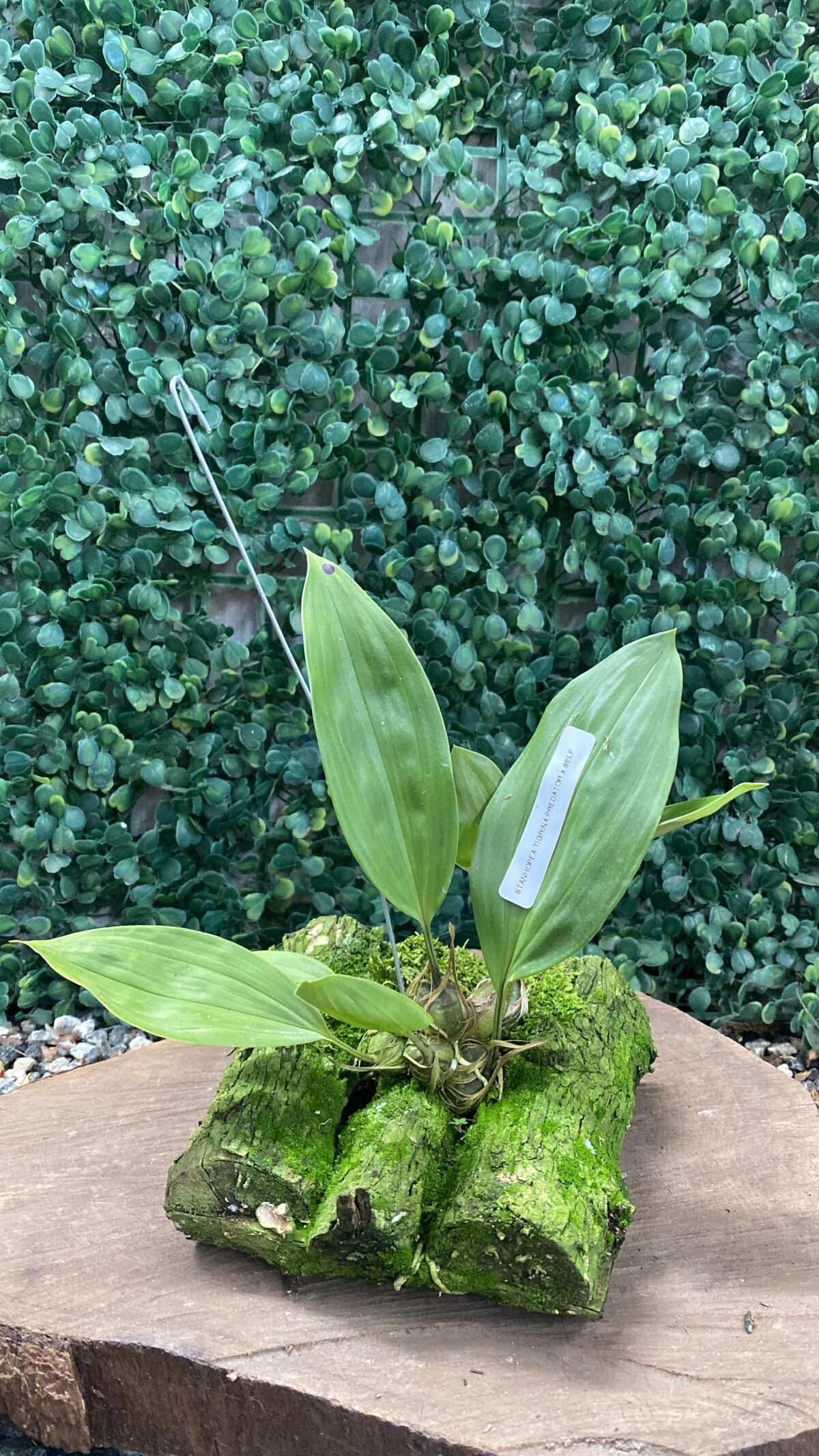 STANHOPEA TIGRINA PREDATOR X SELF - Imagem 2