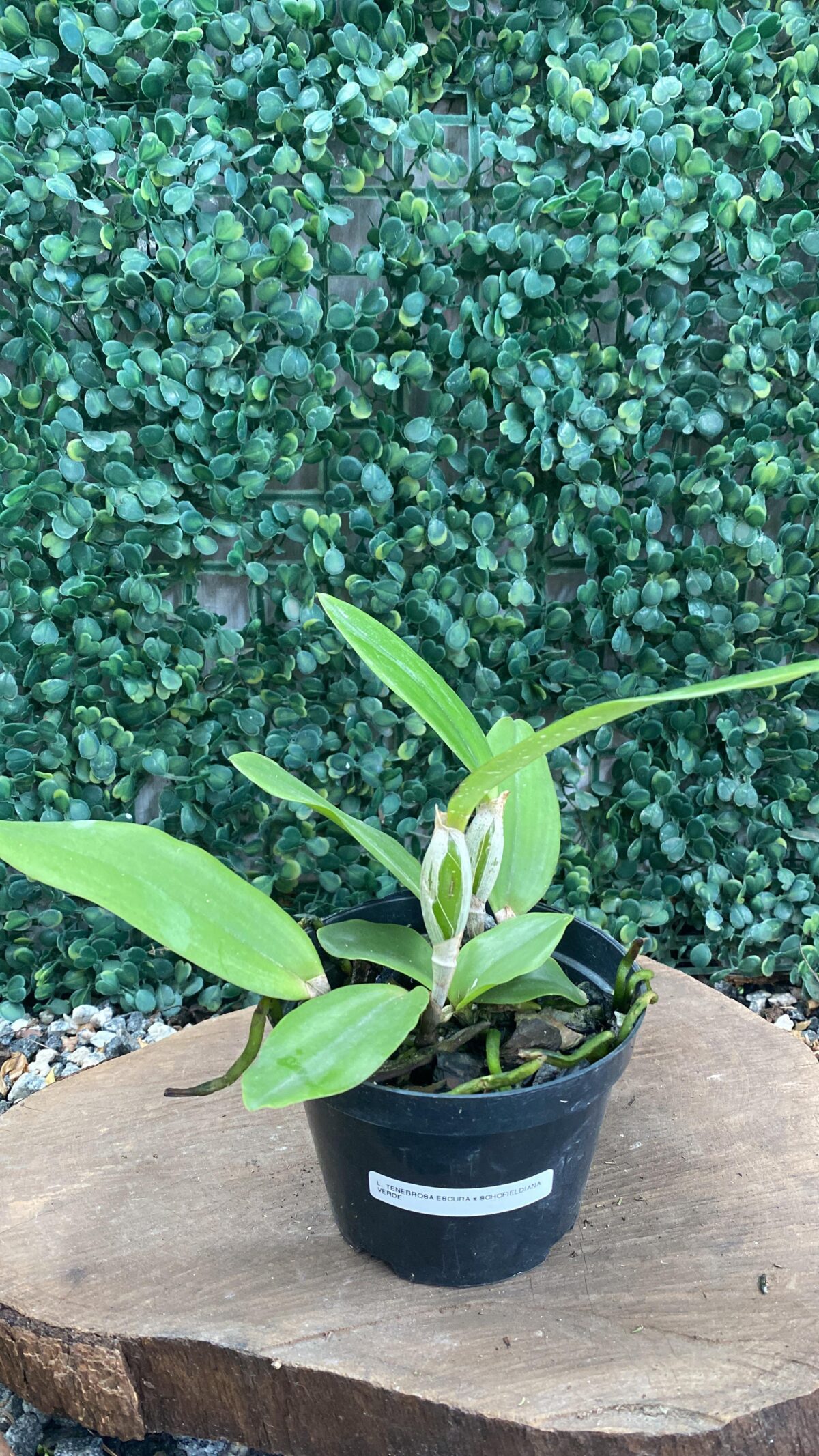 TENEBROSA ESCURA X SCHOFIELDIANA VERDE  - Imagem 1