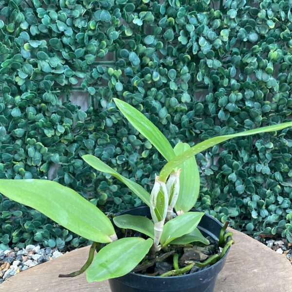 TENEBROSA ESCURA X SCHOFIELDIANA VERDE