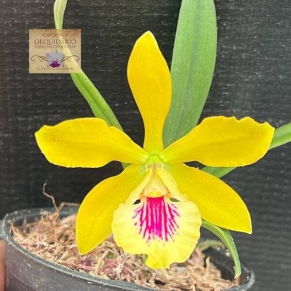 YAMADARA YELLOW X ENCYCLIA RANDII ALBA