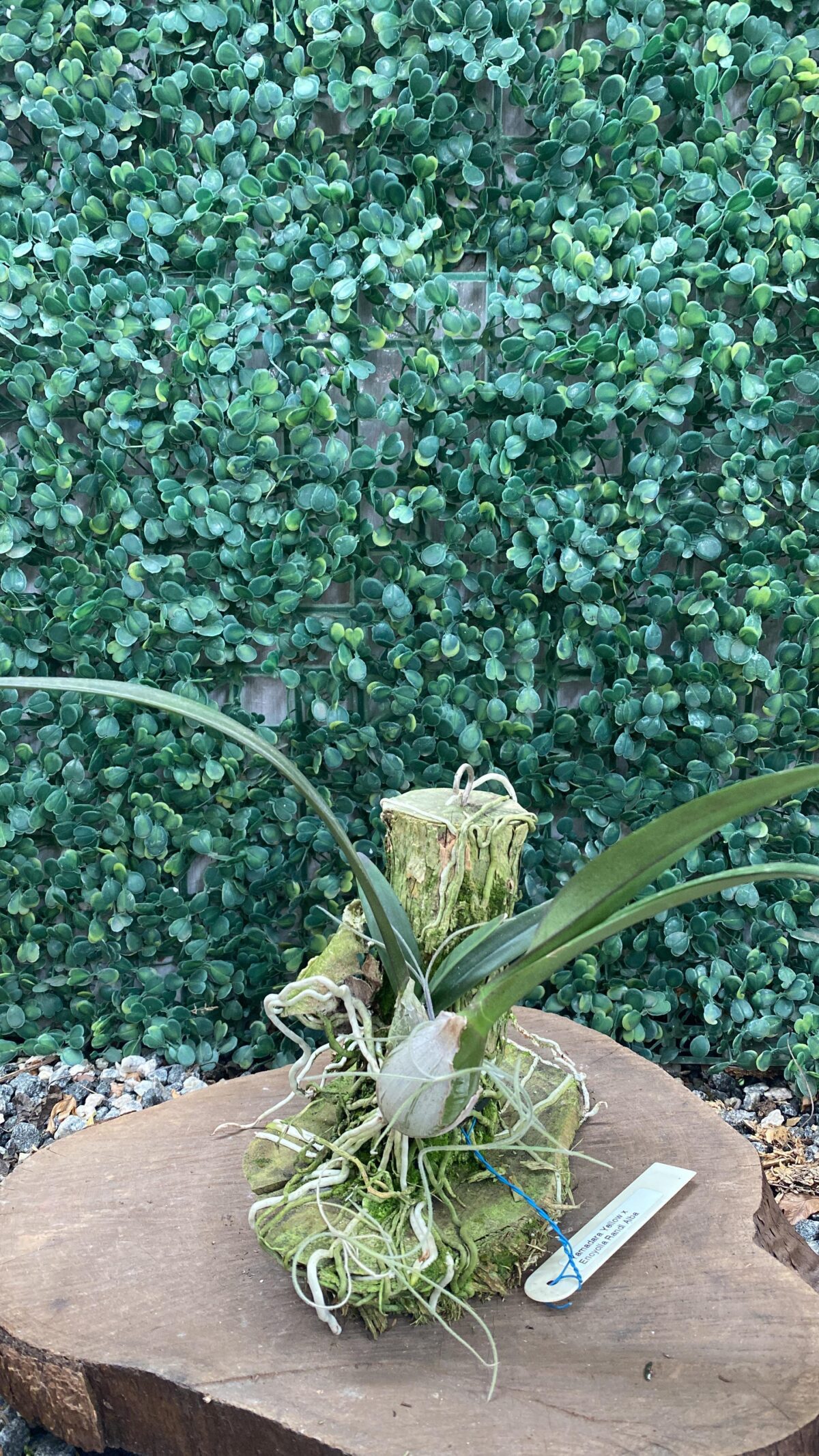 YAMADARA YELLOW X ENCYCLIA RANDII ALBA - Imagem 2