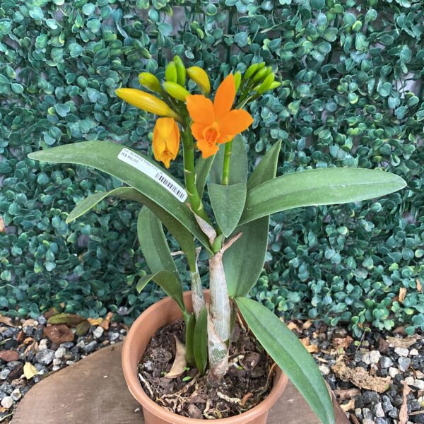 LC Blazing Treat Amarela