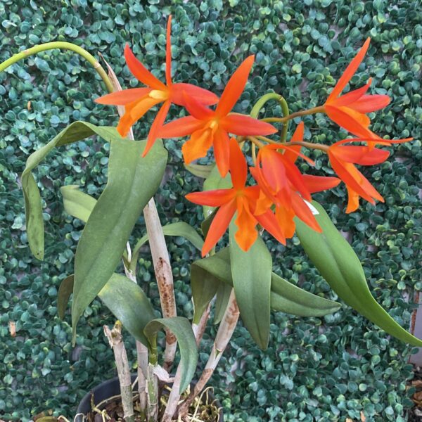 LC Blazing Treat Laranja