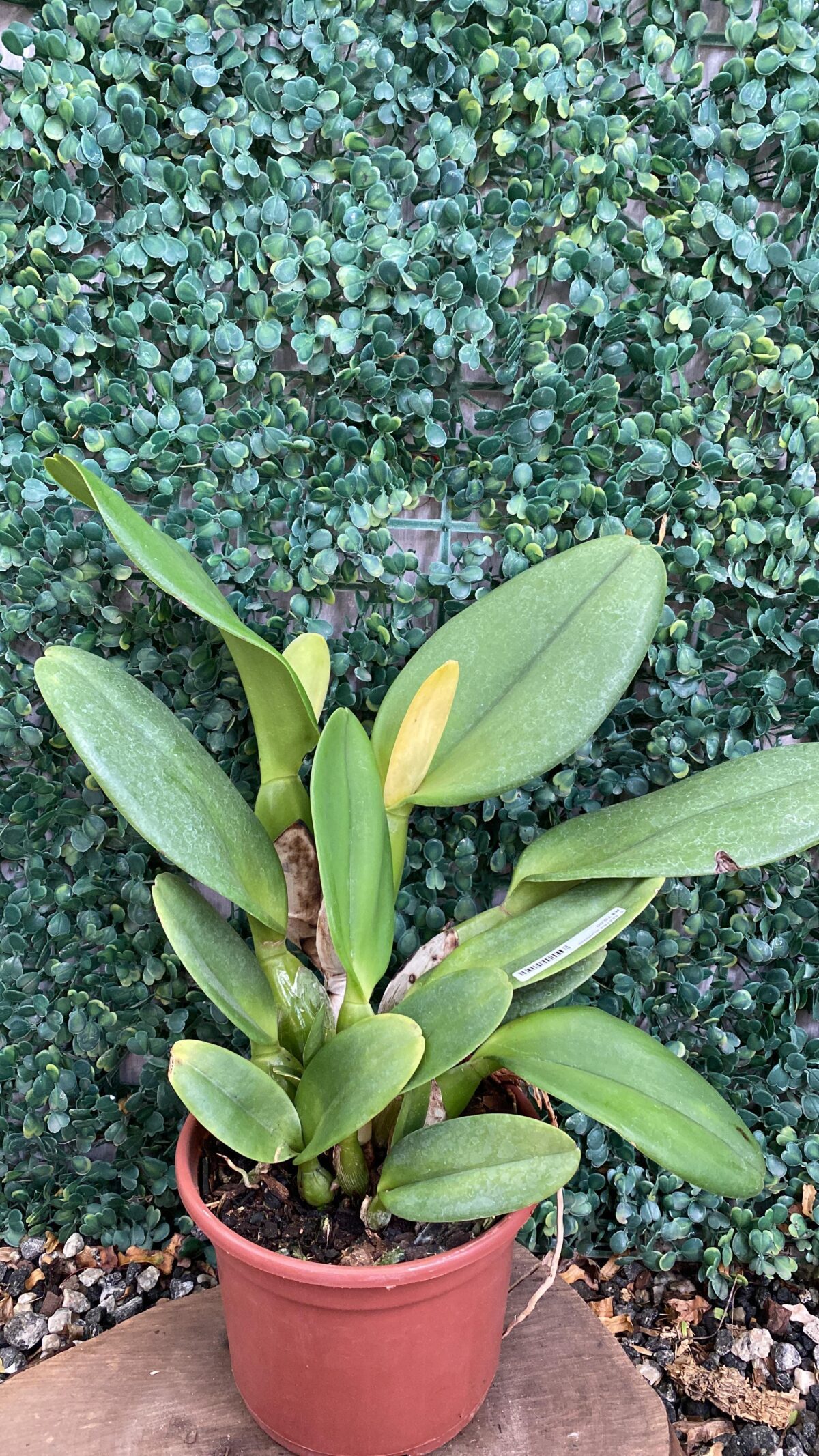 Blc Beatriz kunning - Imagem 2