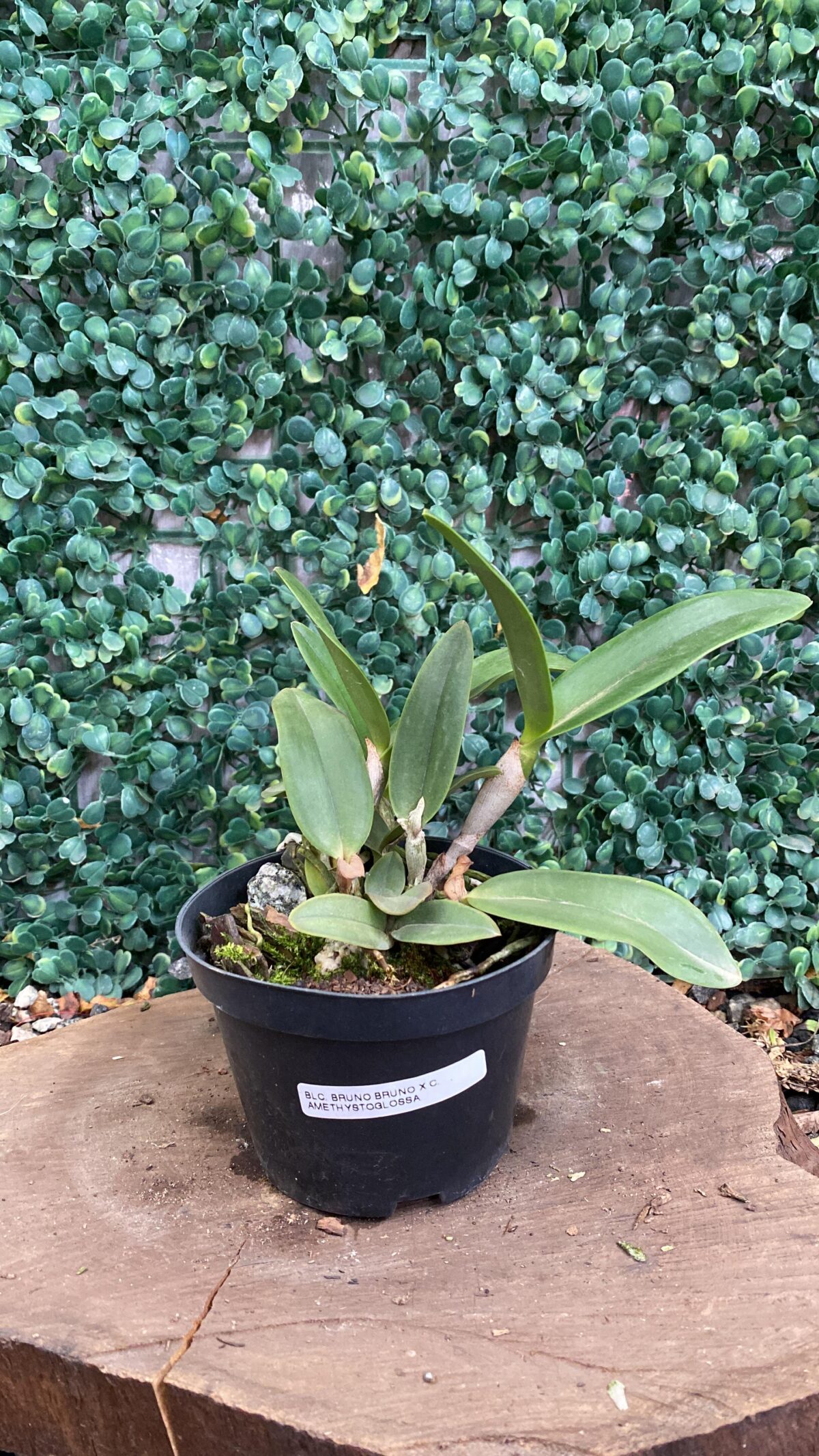 Blc Bruno Bruno x Cattleya Amethystoglossa - Imagem 1