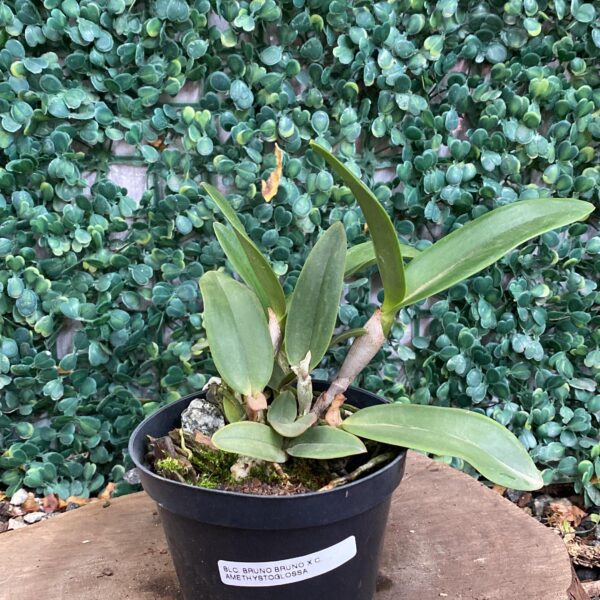 Blc Bruno Bruno x Cattleya Amethystoglossa