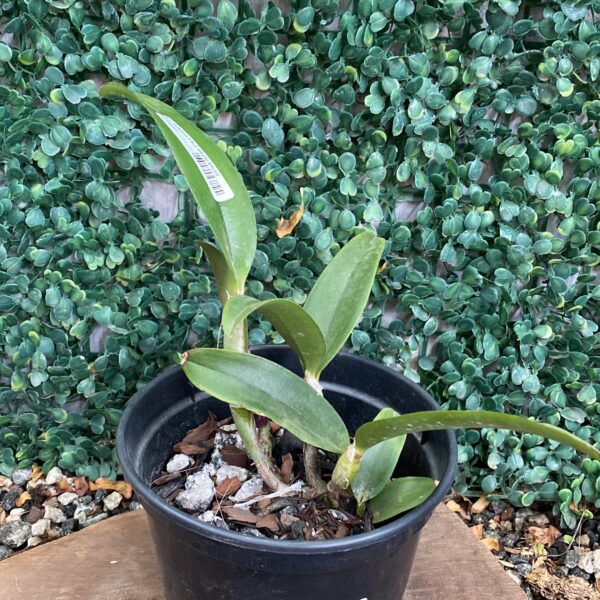 Blc Durigan x Bruno Bruno