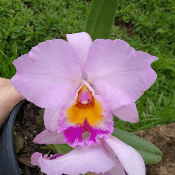 Blc William Farrell