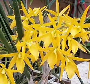 Brassanthe Sunny Delight
