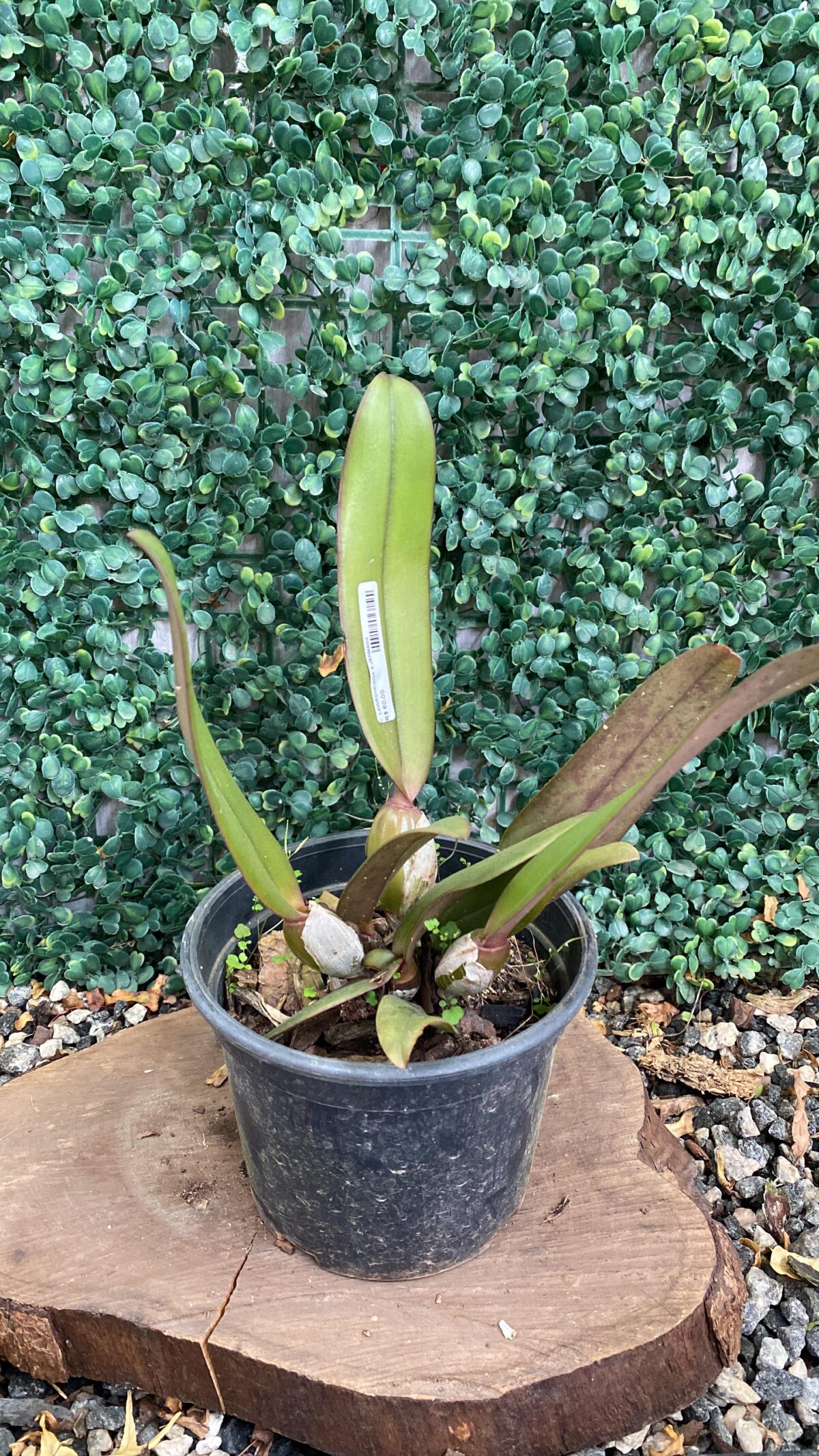 Cattleya Lawrenceana x Jenmanii - Imagem 1