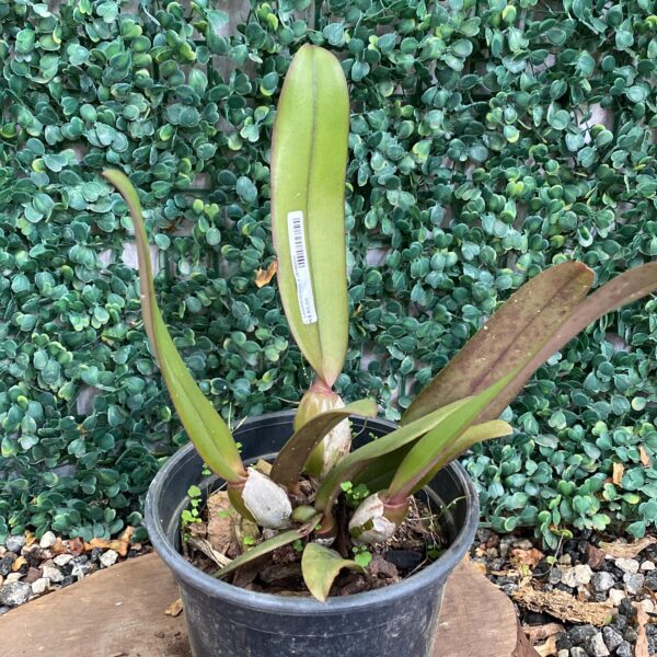 Cattleya Lawrenceana x Jenmanii