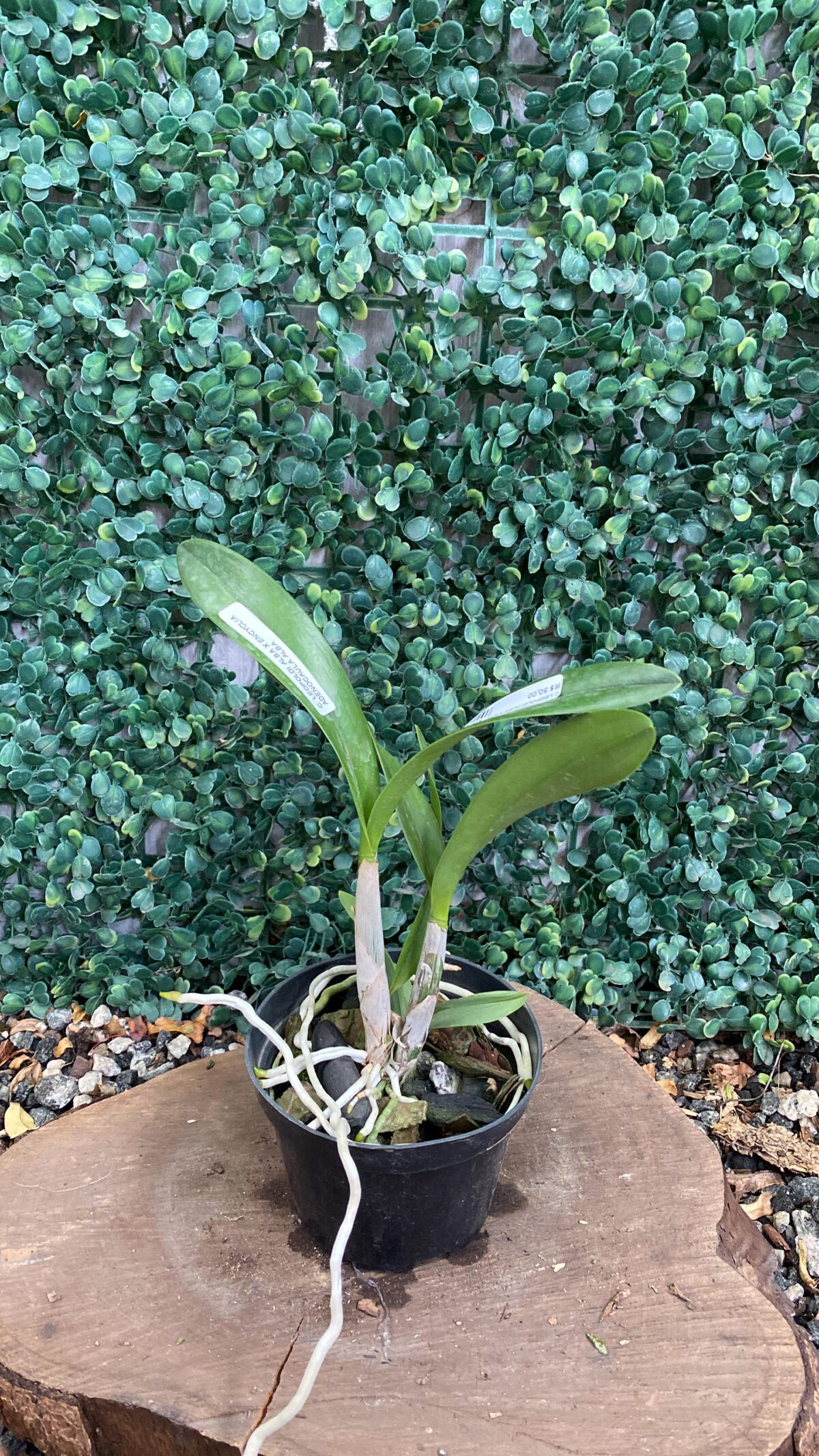 Cattleya Leopoldi Alba x Encyclia Adenocaula Alba - Imagem 1