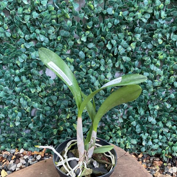 Cattleya Leopoldi Alba x Encyclia Adenocaula Alba
