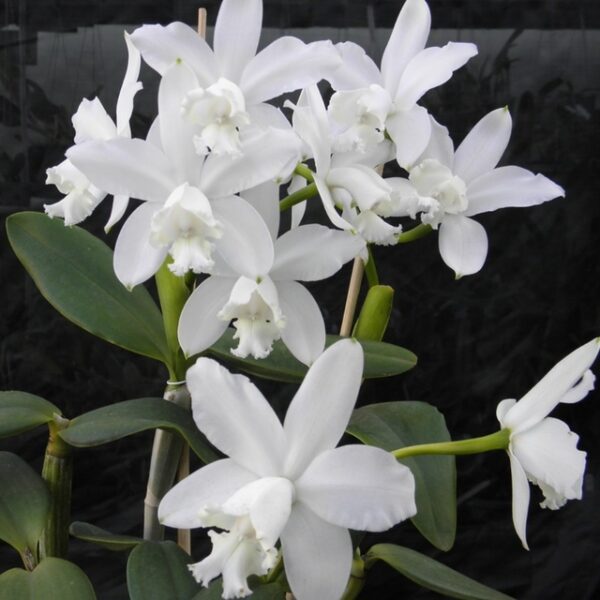 Cattleya Loddigesii Alba