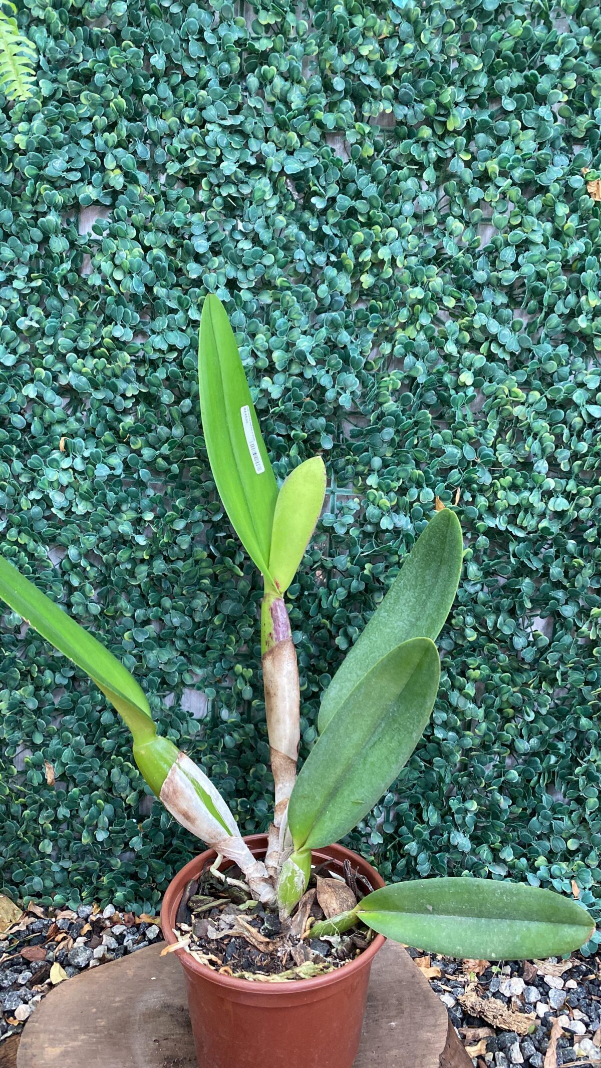 Cattleya Nipôn x Enid - Imagem 1