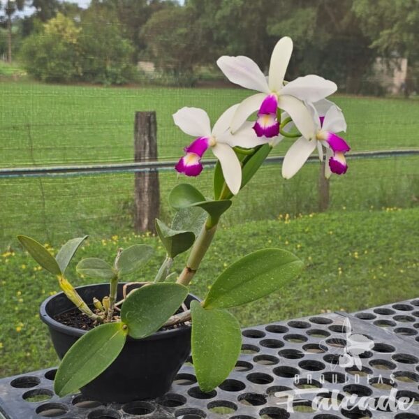 Cattelya Violacea Semi Alba