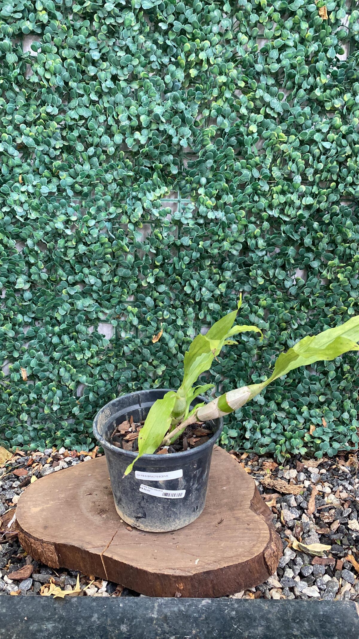 Chysis Bractescens - Imagem 2