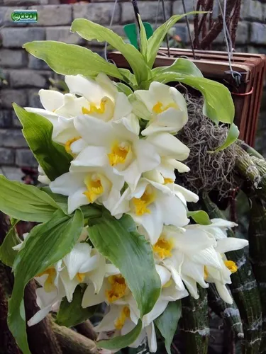 Chysis Bractescens
