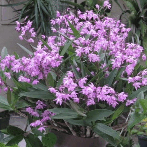 Dendrobium Kingianum Tipo