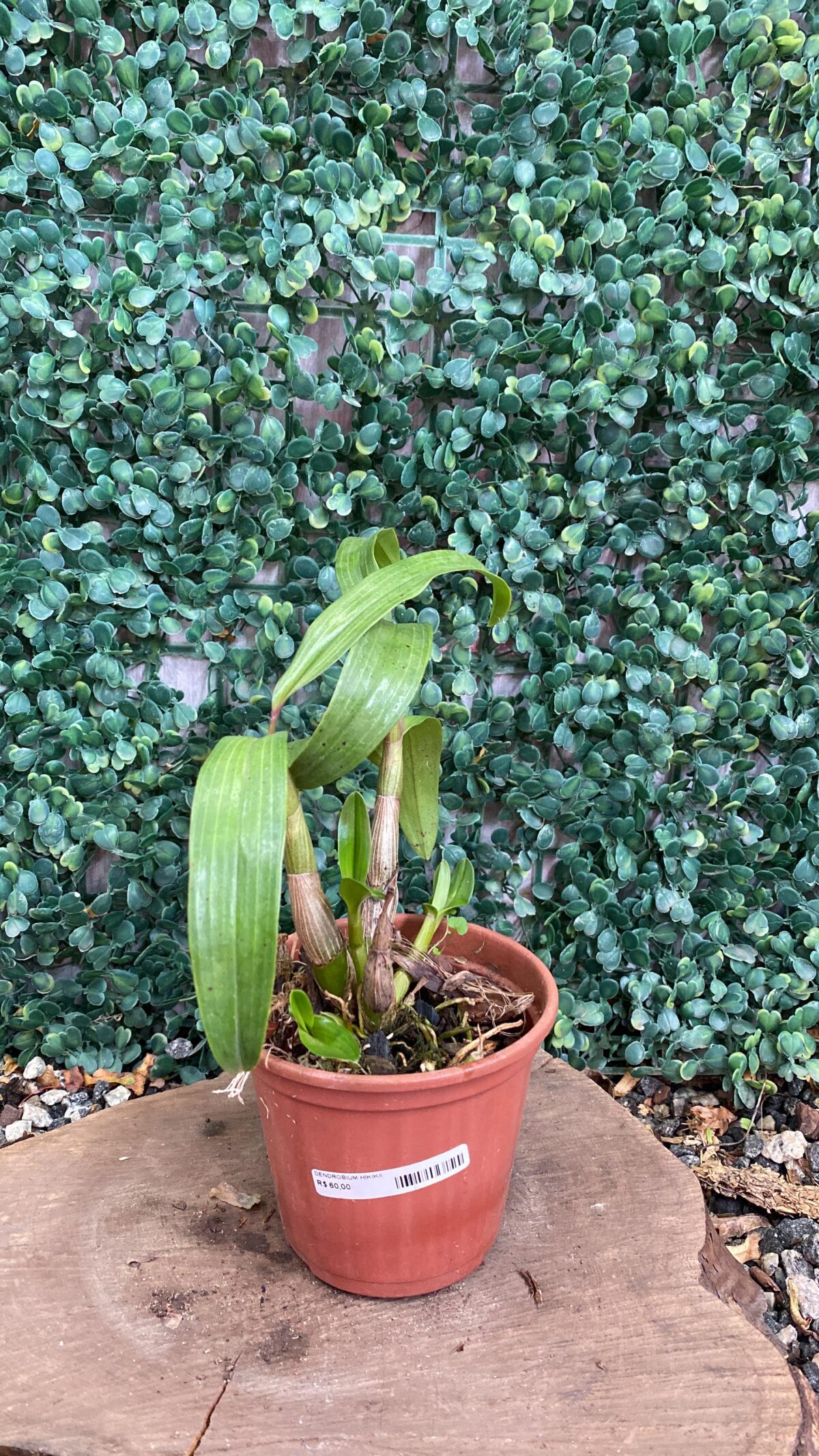 Dendrobium kingianum - Imagem 2