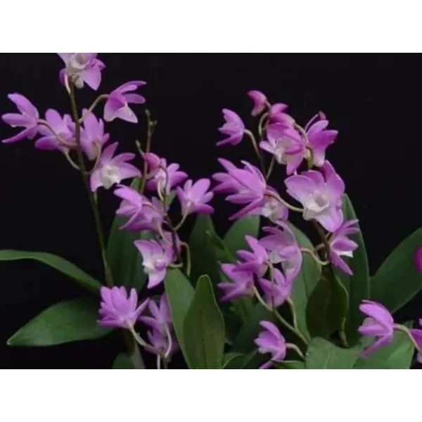 Dendrobium kingianum