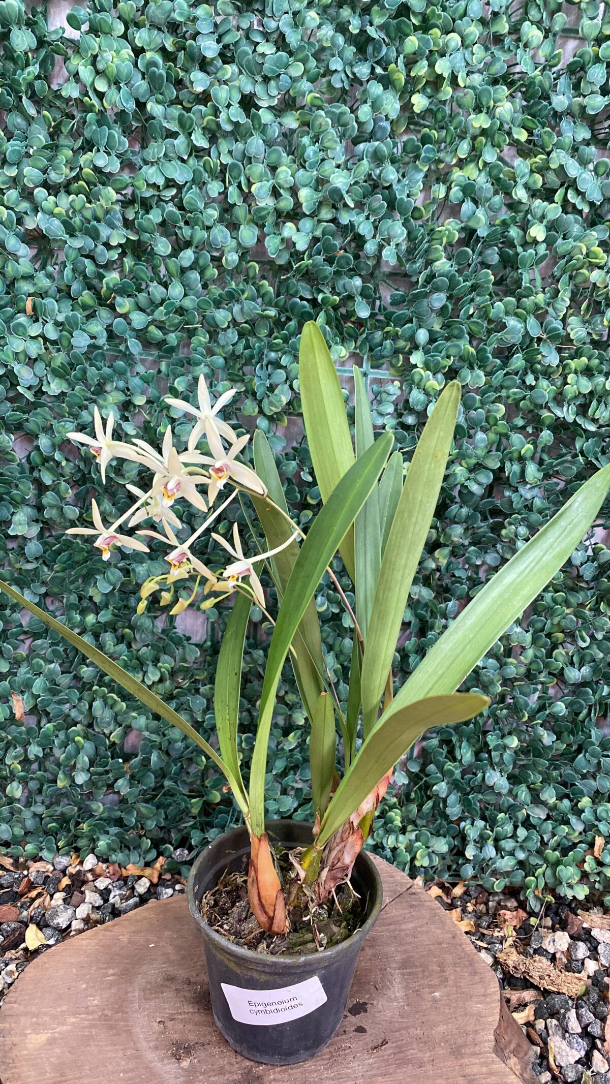 Epigenium Cymbidioides - Imagem 2