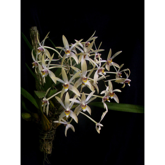 Epigenium Cymbidioides