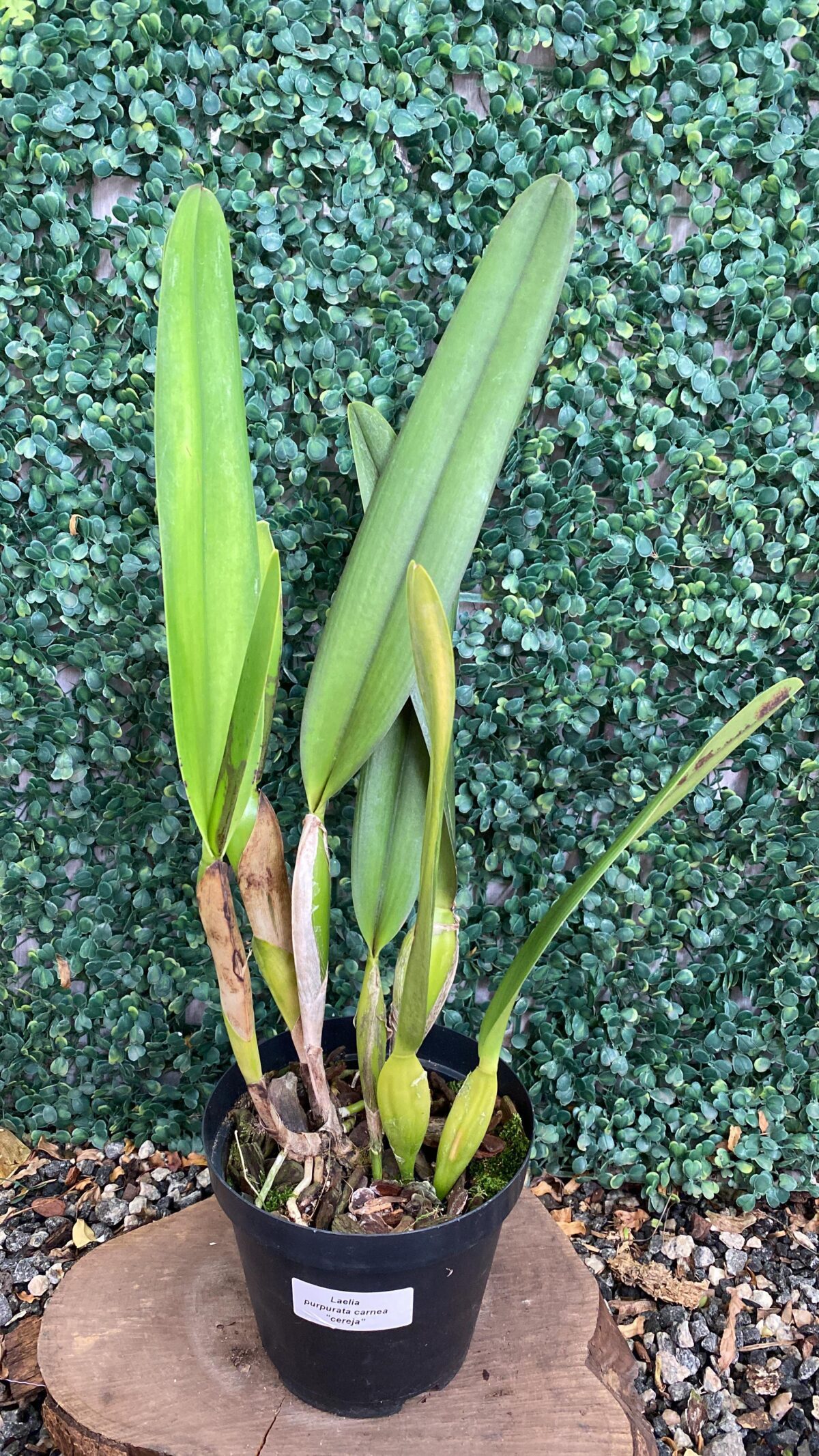 Laelia Purpurata Carnea Cereja - Imagem 2