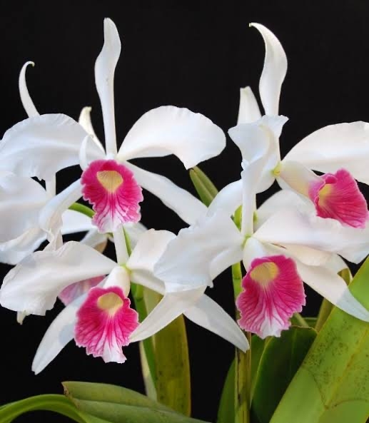 Laelia Purpurata Carnea Cereja