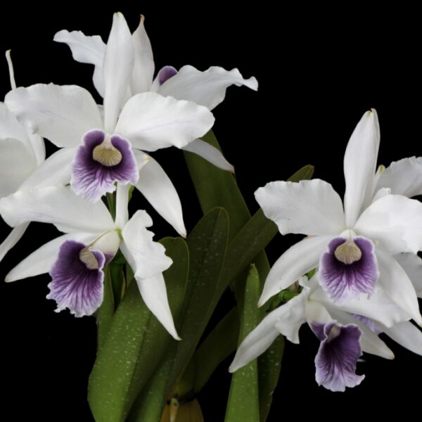 Laelia Purpurata Coerulea