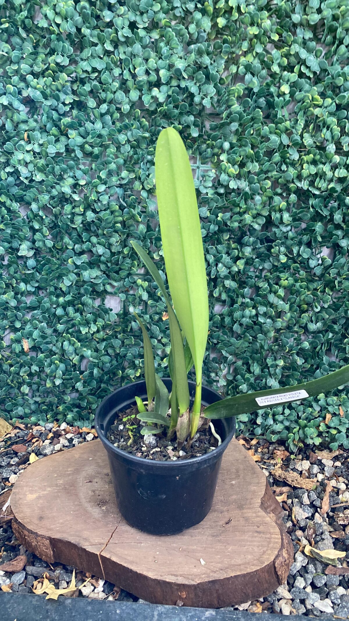 Laelia Purpurata Roxo Violeta - Imagem 2